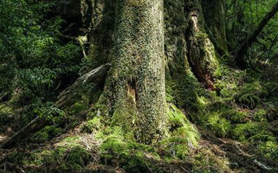 LOHAS: el futuro no es una tendencia, es una decisión cotidiana